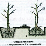 Kako posaditi trn (trn) u proljeće i jesen